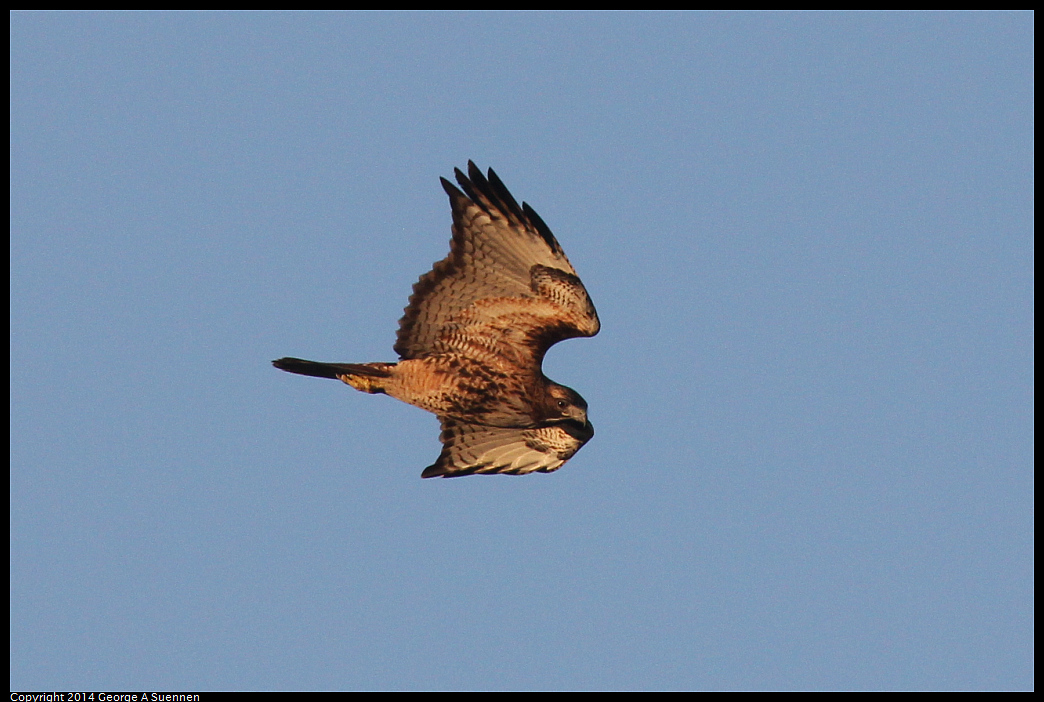 1230-162325-04.jpg - Red-tailed Hawk