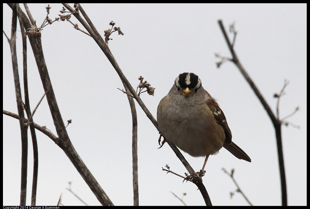 0215-130007-01_DxO.jpg - White-crowned Sparrow - Eastshore Park, Albany, Ca - Feb 15 