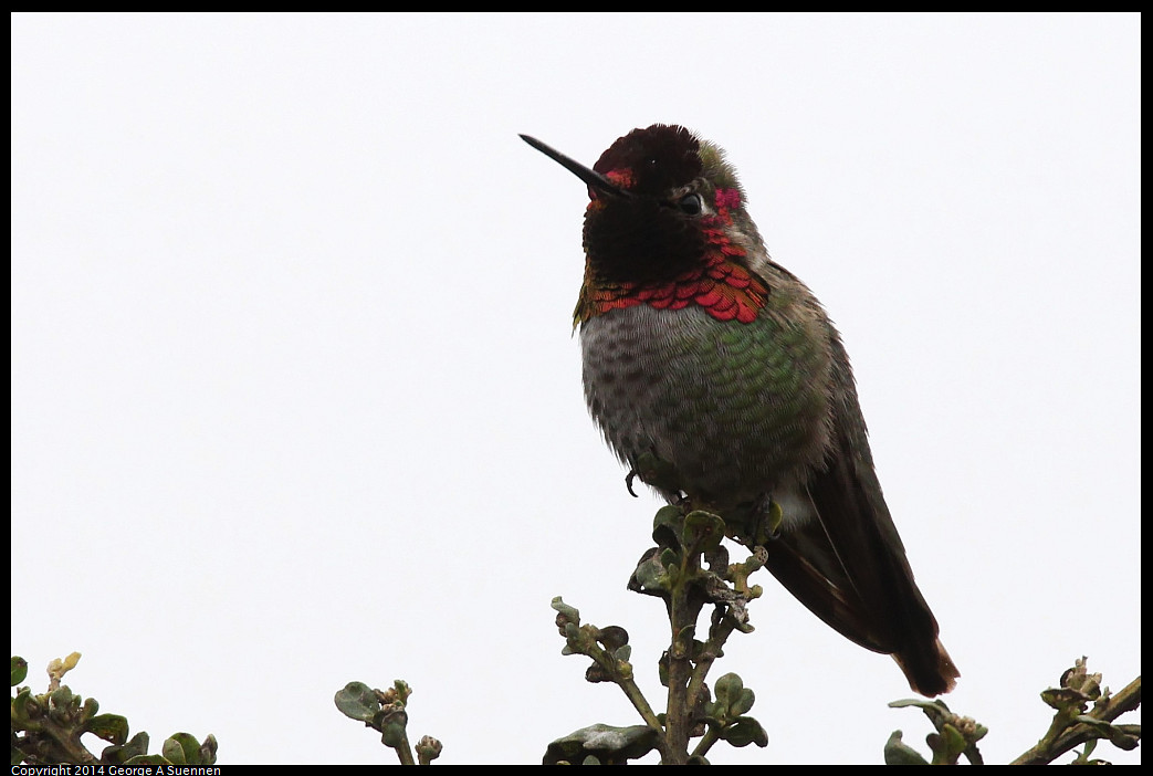 0215-131727-01_DxO.jpg - Anna's Hummingbird - Eastshore Park, Albany, Ca - Feb 15 