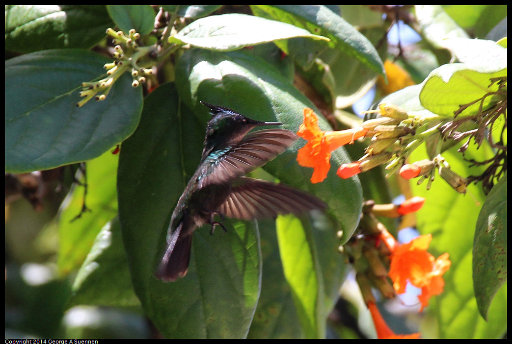 0820-123044-01_DxO.jpg - Antillean Crested Hummingbird  - St Kitts - Aug 20