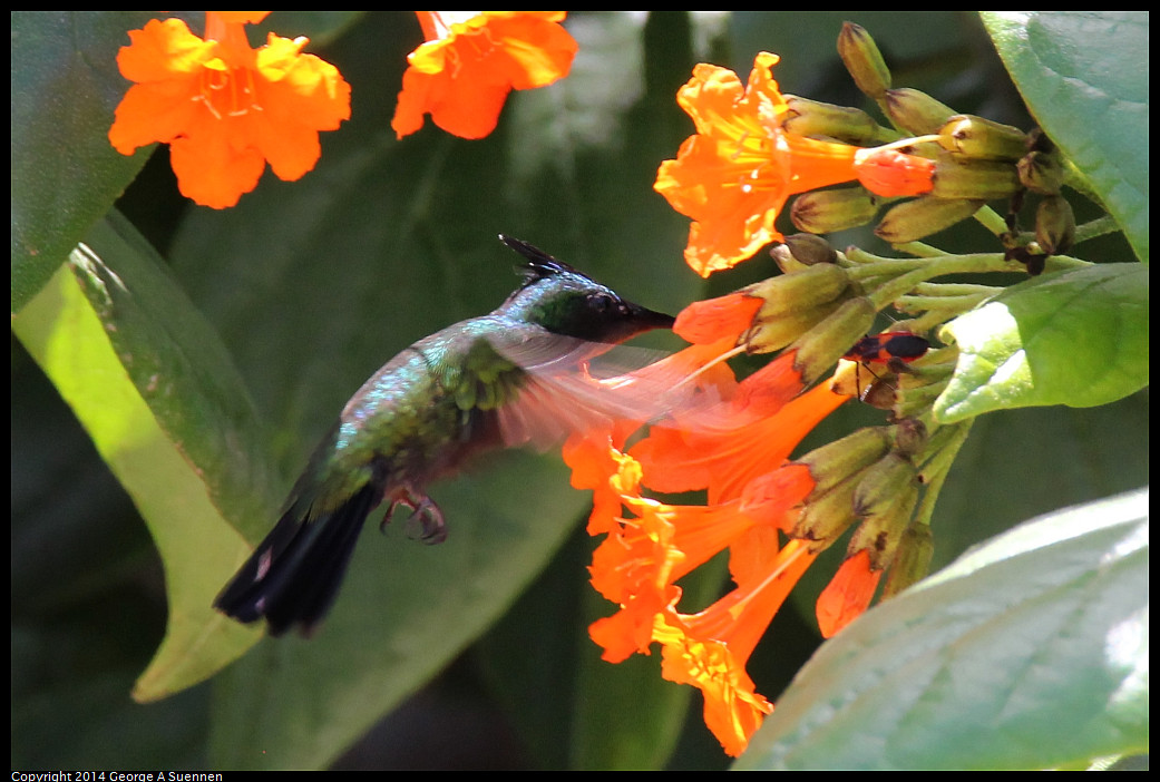 0820-123112-04_DxO.jpg - Antillean Crested Hummingbird  - St Kitts - Aug 20