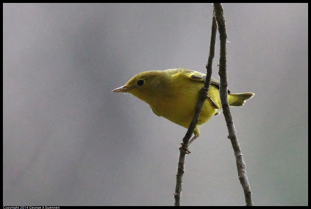 0919-153000-03_DxO.jpg - Yellow Warbler - Goldengate Park, SF, Ca - Sep 19