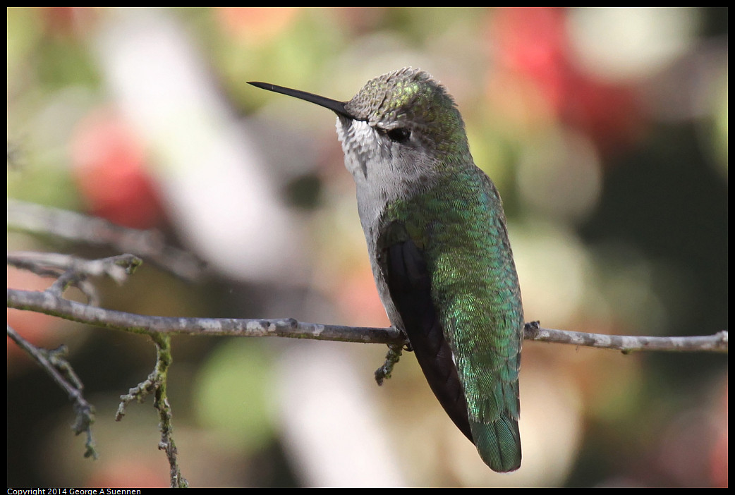 1018-172925-01_DxO.jpg - Anna's Hummingbird - El Cerrito, Ca - Oct 18