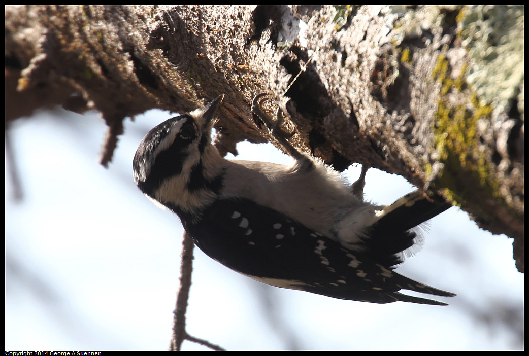 1128-130352-01_DxO.jpg - Hairy Woodpecker - El Cerrito, Ca - Nov 28