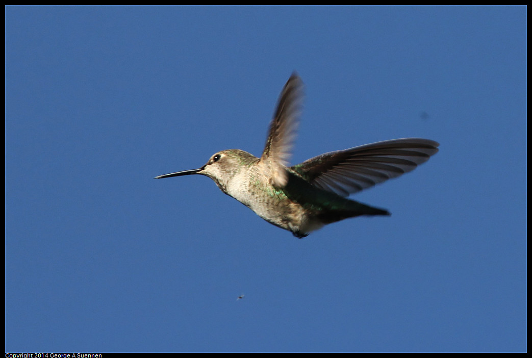 1128-132336-01_DxO.jpg - Anna's Hummingbird - El Cerrito, Ca - Nov 28
