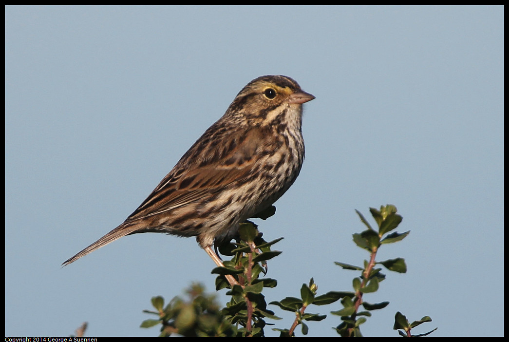 1223-110006-01_DxO.jpg - Savannah Sparrow - Arrowhead Marsh, Oakland, Ca - Dec 23