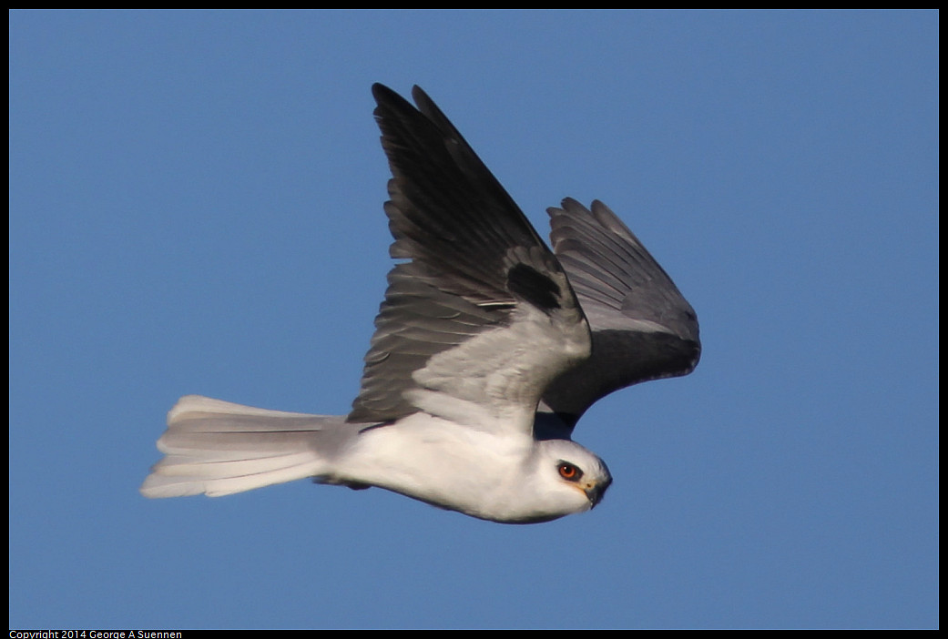 1225-093557-01_DxO.jpg - White-tailed Kite - Eastshore Park, Albany, Ca - Dec 25