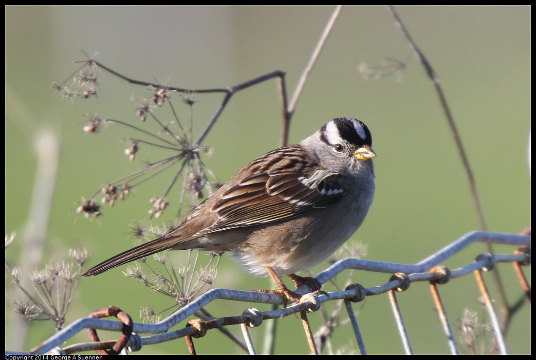 1225-094721-02_DxO.jpg - White-crowned Sparrow - Eastshore Park, Albany, Ca - Dec 25