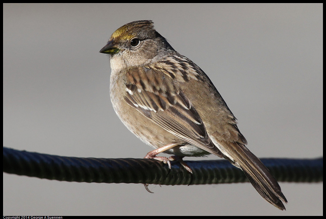 1225-100922-01_DxO.jpg - Golden-crowned Sparrow - Eastshore Park, Albany, Ca - Dec 25