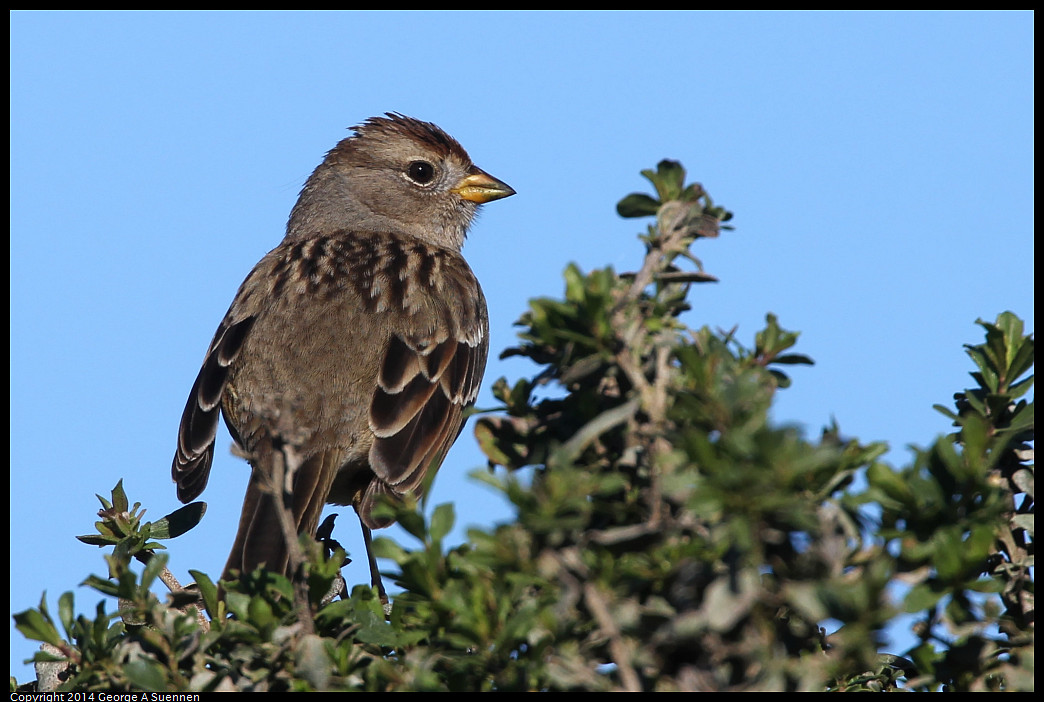 1225-100957-01_DxO.jpg - White-crowned Sparrow - Eastshore Park, Albany, Ca - Dec 25
