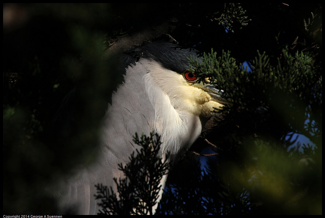 1226-141656-02_DxO.jpg - Black-crowned Night Heron - Aquatic Park, Berkeley, Ca - Dec 26