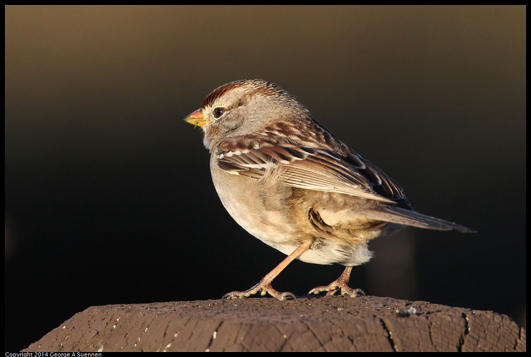 1230-162202-02_DxO.jpg - White-crowned Sparrow - Eastshore Park, Richmond, Ca - Dec 30