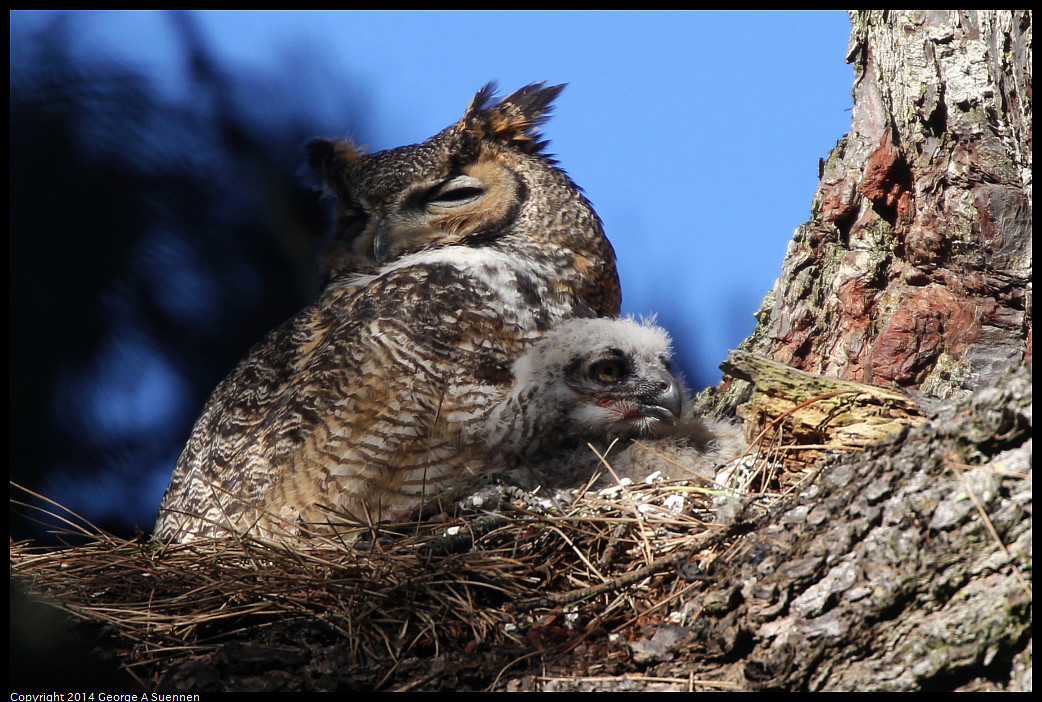 0101-112518-02_DxO.jpg - Great Horned Owl and Owlet