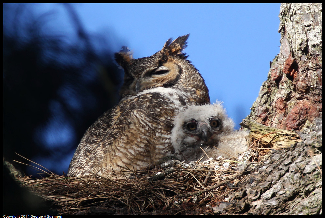 0101-112521-03_DxO.jpg - Great Horned Owl and Owlet