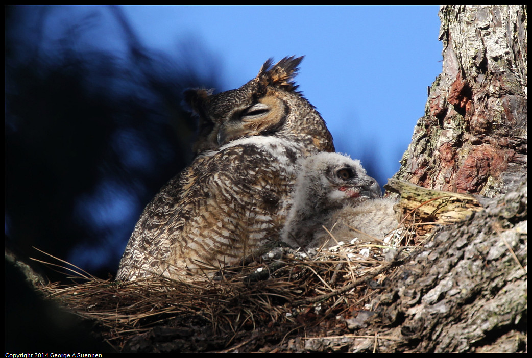 0101-112533-02_DxO.jpg - Great Horned Owl and Owlet