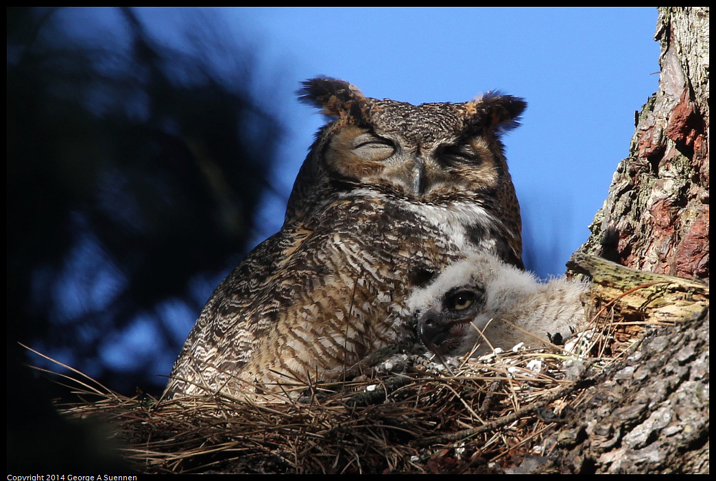 0101-112619-01_DxO.jpg - Great Horned Owl and Owlet