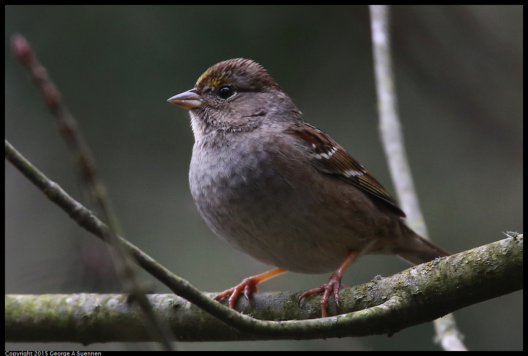 0109-102301-03.jpg - Golden-crowned Sparrow