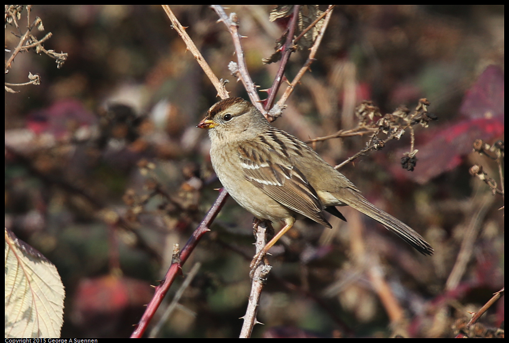 0110-111605-03.jpg - White-crowned Sparrow