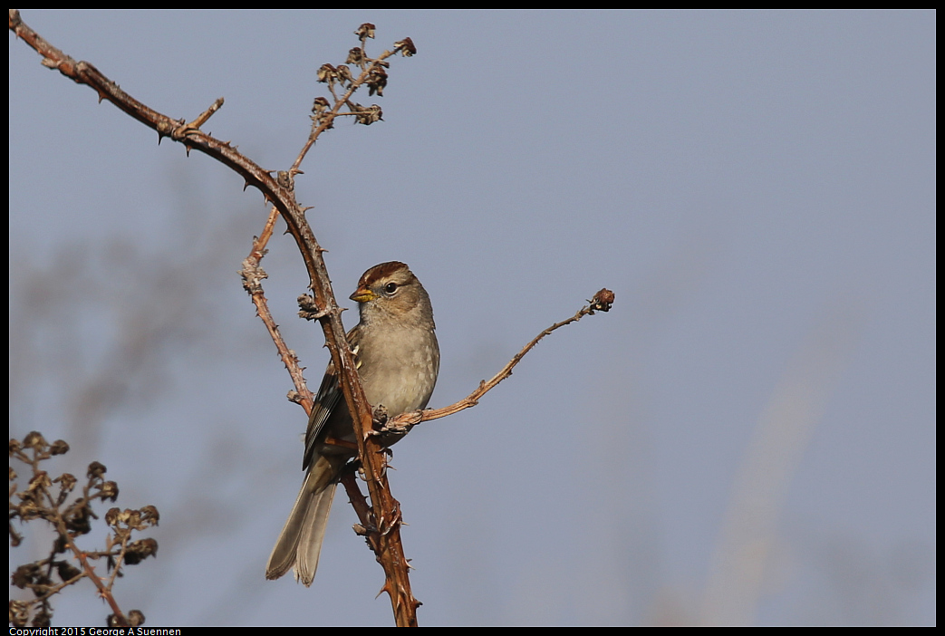 0110-111956-02.jpg - White-crowned Sparrow