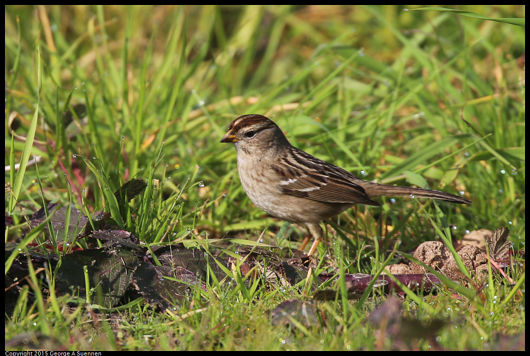 0110-112007-01.jpg - White-crowned Sparrow