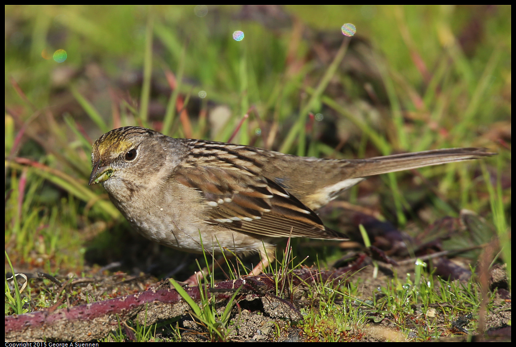 0110-112259-02.jpg - Golden-crowned Sparrow