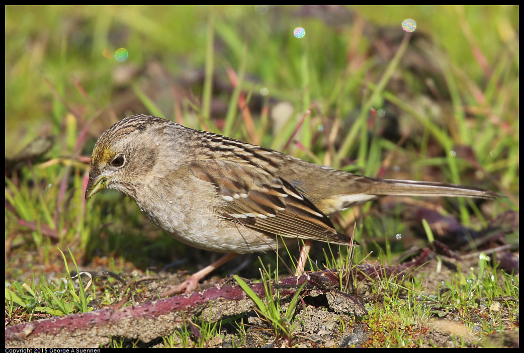 0110-112306-03.jpg - Golden-crowned Sparrow