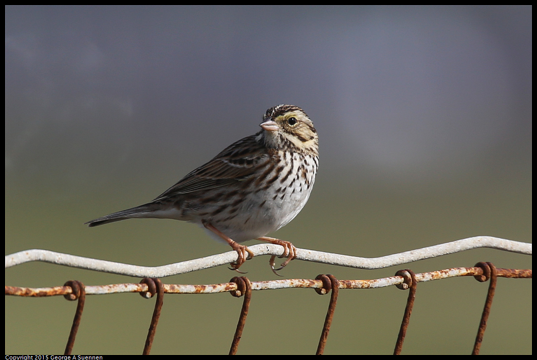 0110-120901-01.jpg - Savannah Sparrow