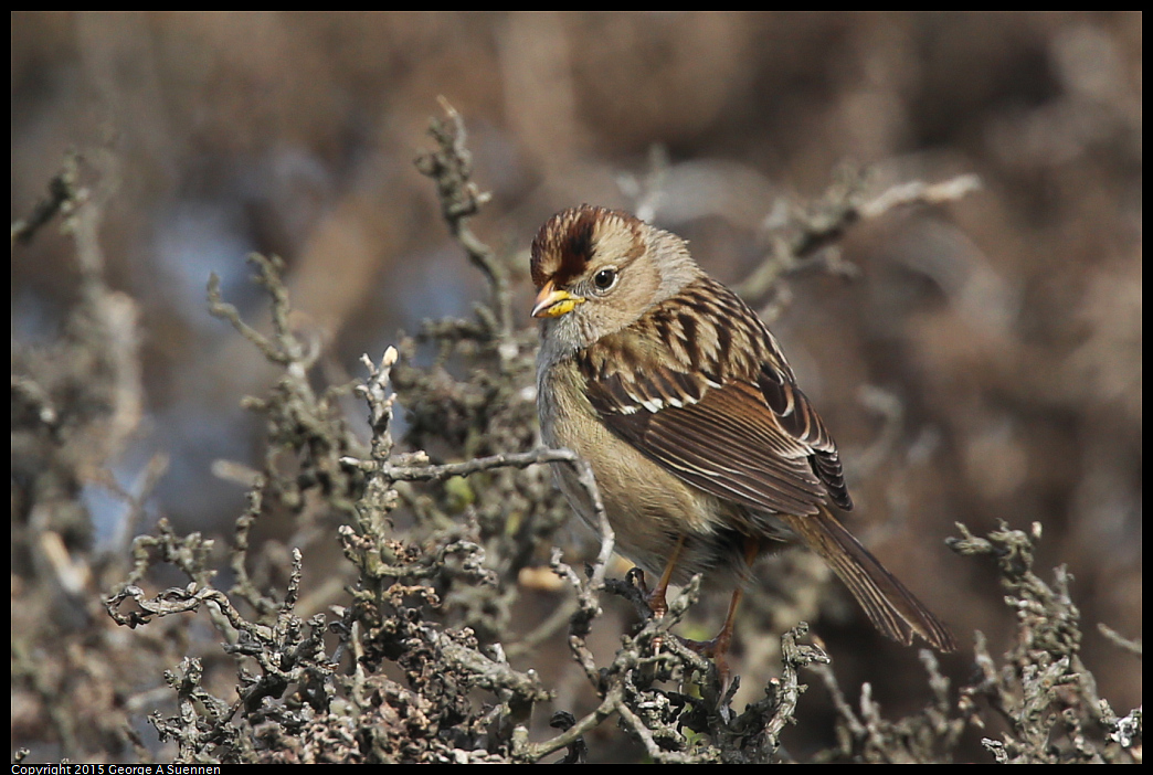 0110-121738-02.jpg - White-crowned Sparrow