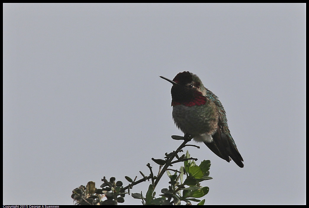0110-121930-02.jpg - Anna's Hummingbird