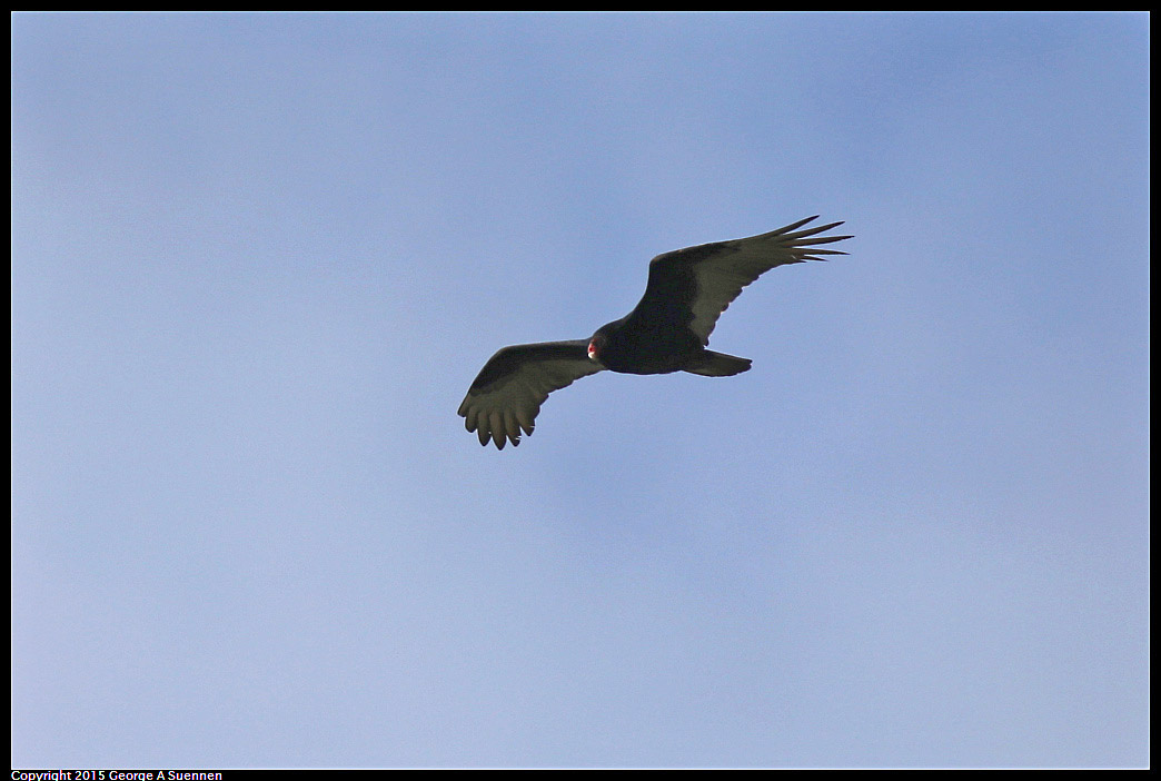 0119-113631-01.jpg - Turkey Vulture