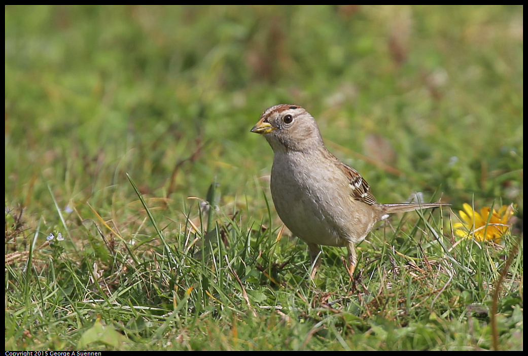 0119-114156-02.jpg - White-crowned Sparrow