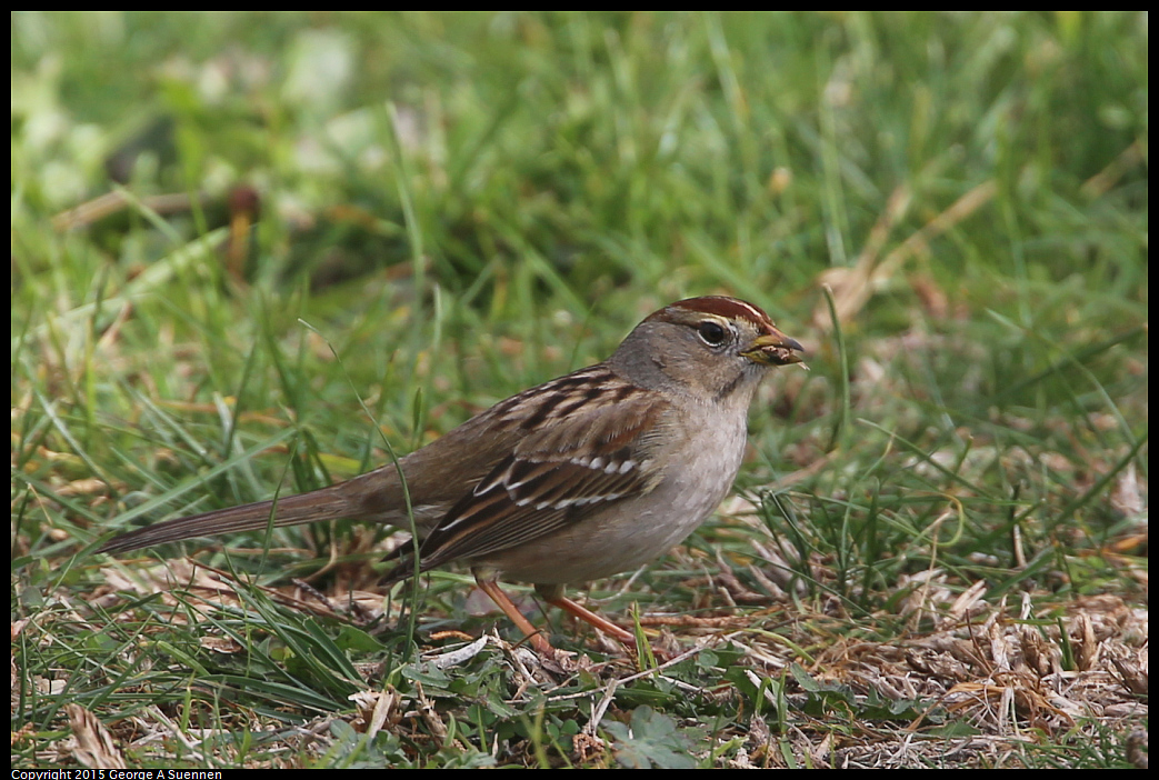 0119-114159-01.jpg - White-crowned Sparrow