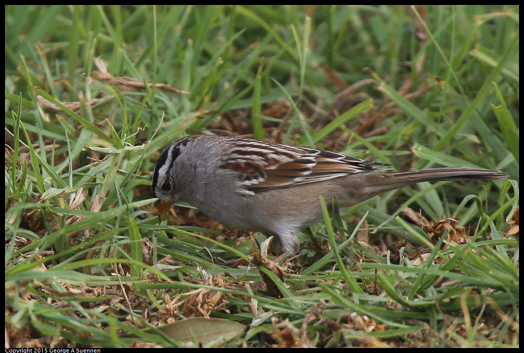 0119-114226-02.jpg - White-crowned Sparrow