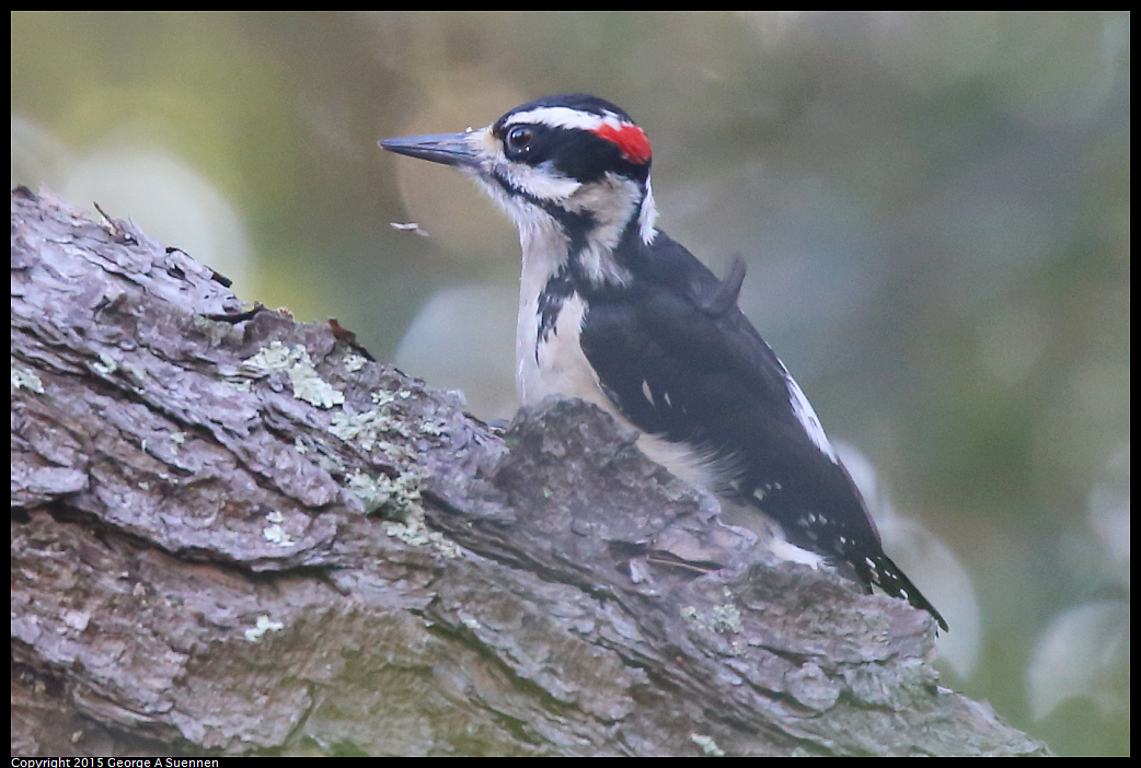0119-124443-02.jpg - Hairy Woodpecker