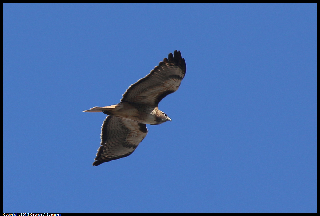 0119-124601-03.jpg - Red-tailed Hawk