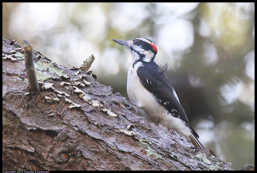 0119-124619-02.jpg - Hairy Woodpecker