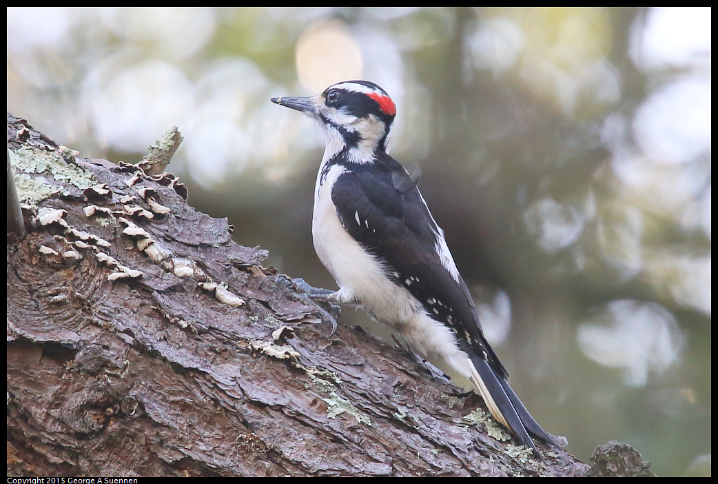 0119-124636-03.jpg - Hairy Woodpecker