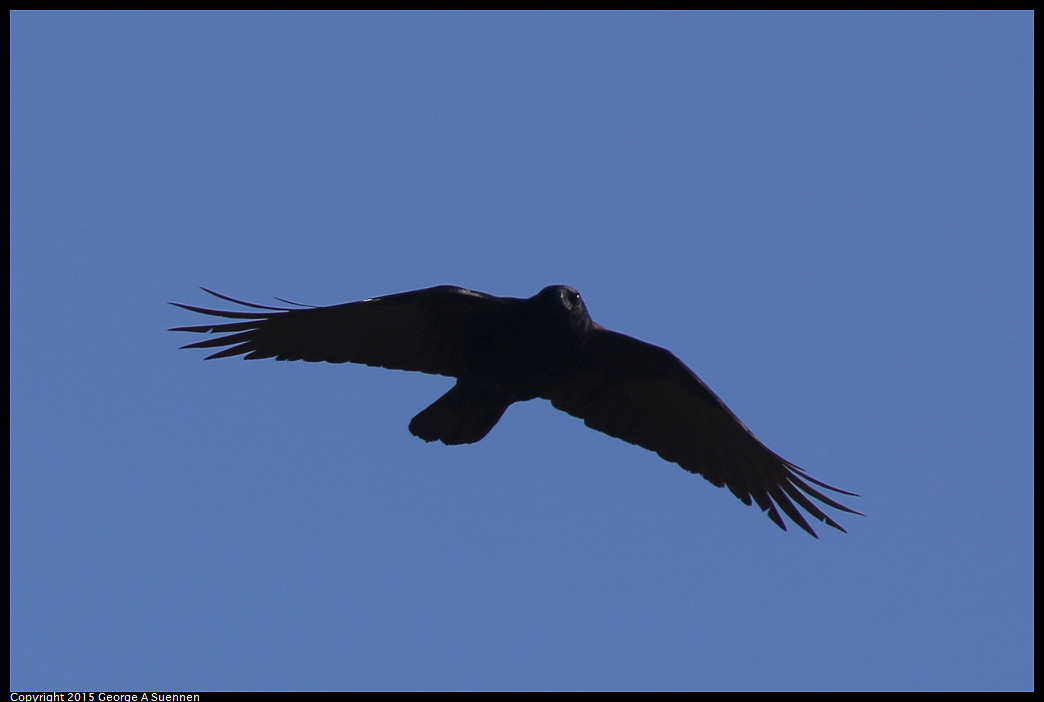 0119-130742-03.jpg - American Crow