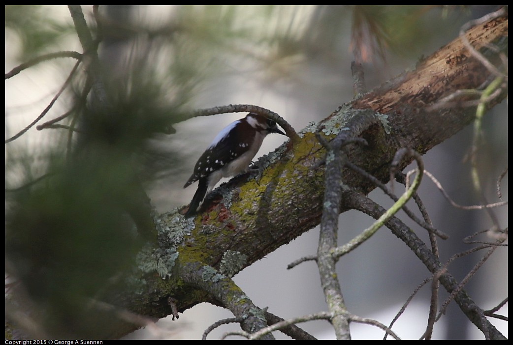 0126-131448-02.jpg - Downy Woodpecker