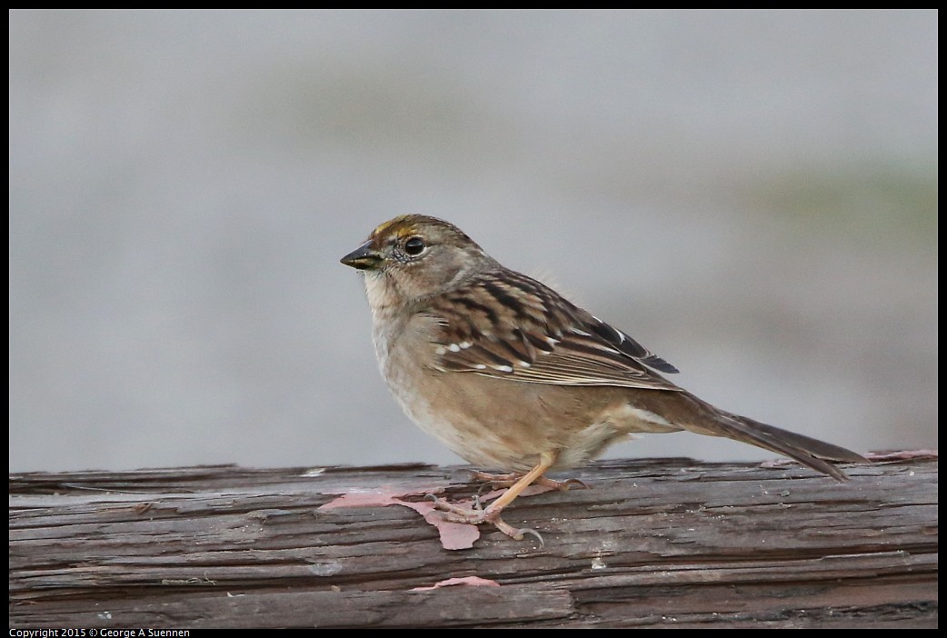 0131-171544-01.jpg - Golden-crowned Sparrow