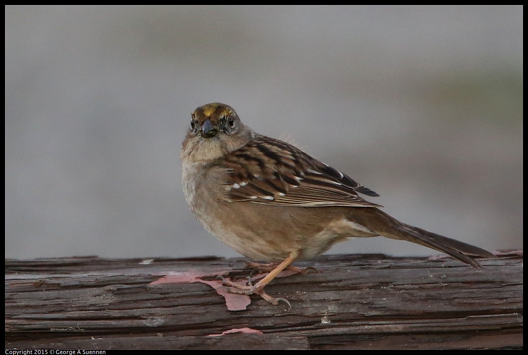 0131-171545-01.jpg - Golden-crowned Sparrow