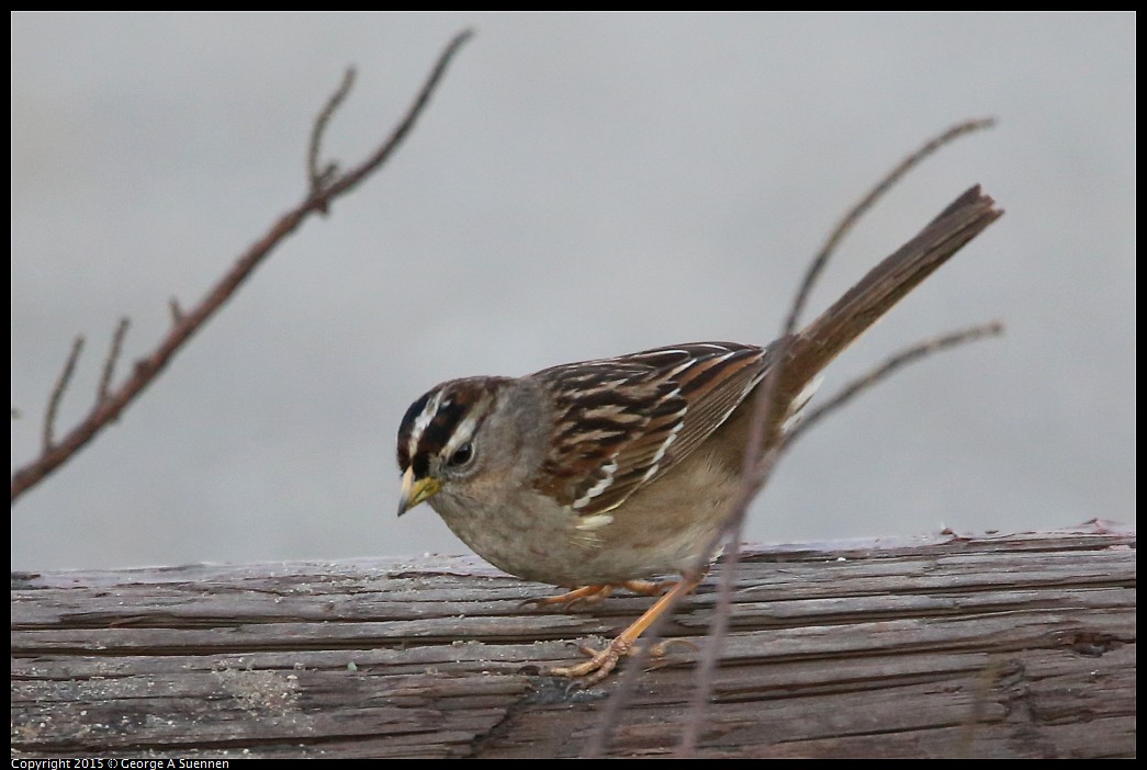 0131-171547-02.jpg - White-crowned Sparrow
