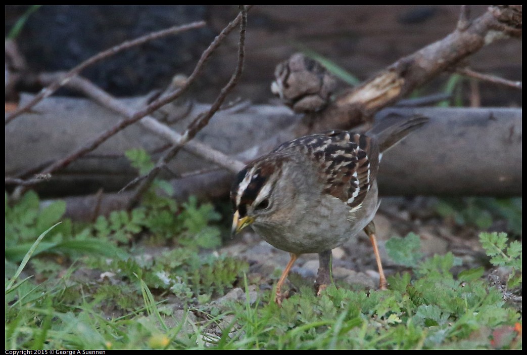 0131-171550-03.jpg - White-crowned Sparrow