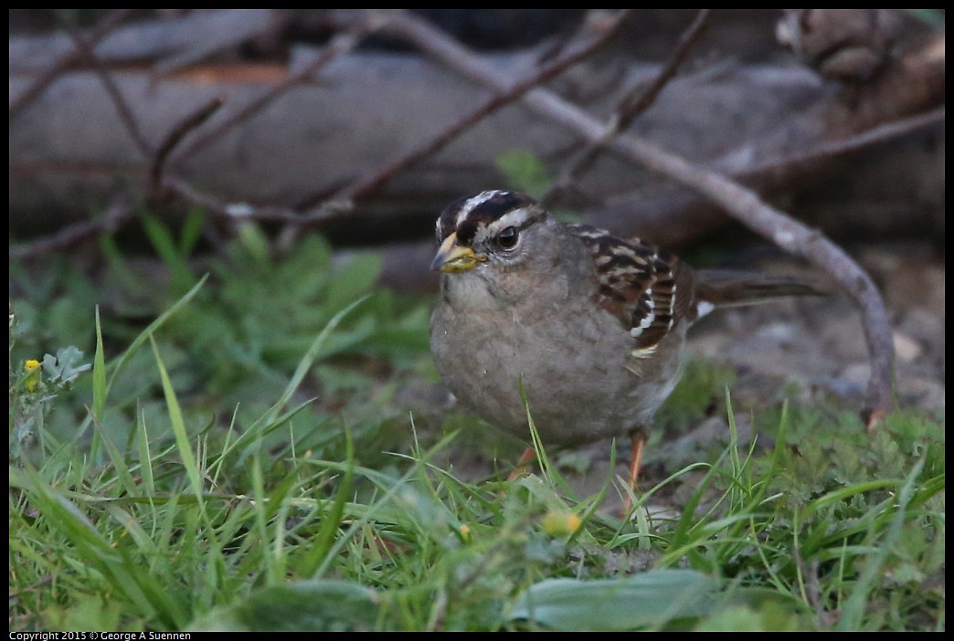 0131-171552-02.jpg - White-crowned Sparrow