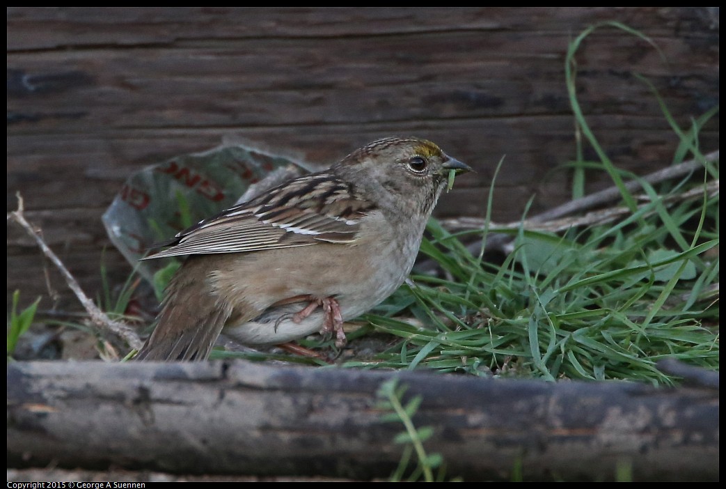 0131-171559-03.jpg - Golden-crowned Sparrow (with injured leg)