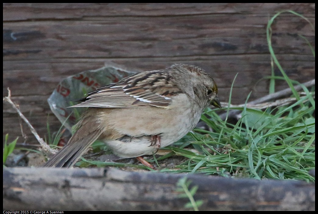 0131-171601-01.jpg - Golden-crowned Sparrow (with injured leg)