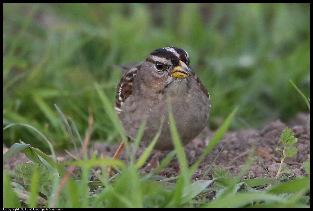 0131-171610-02.jpg - White-crowned Sparrow