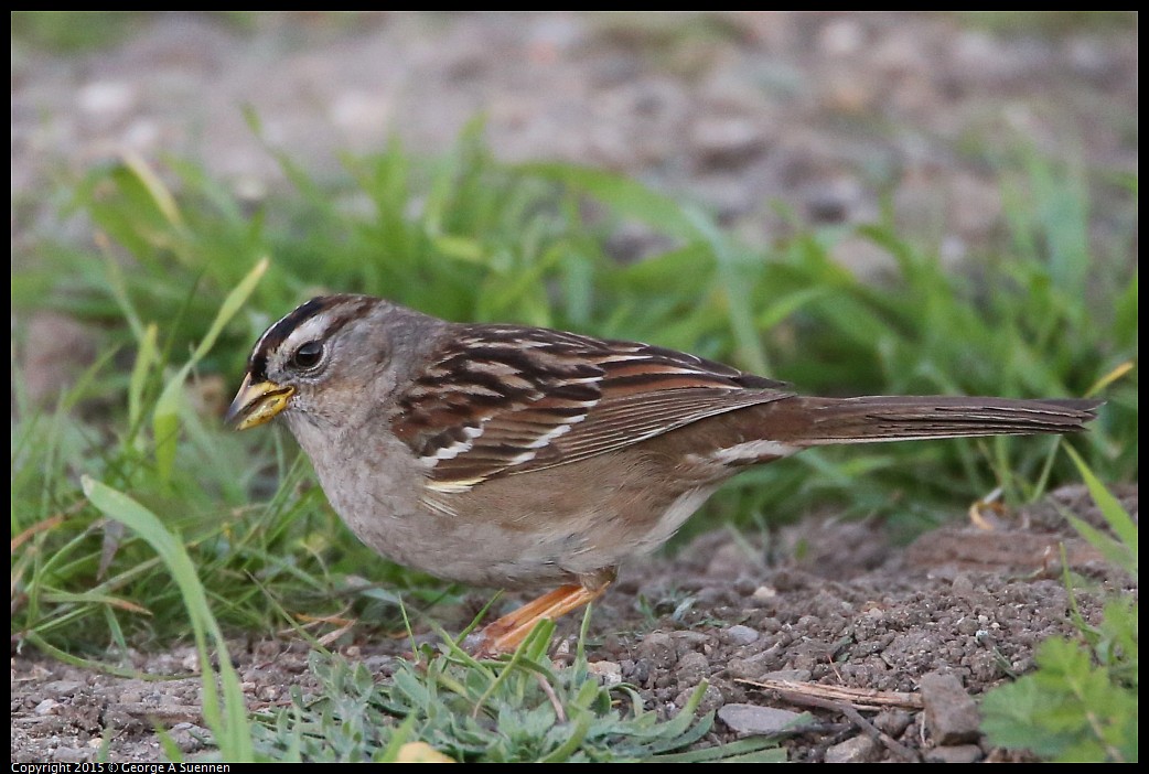 0131-171614-01.jpg - White-crowned Sparrow