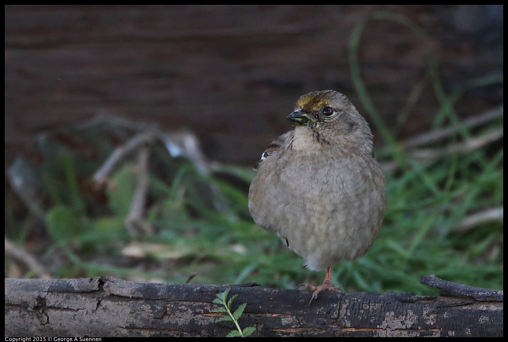 0131-171627-01.jpg - Golden-crowned Sparrow (with injured leg)