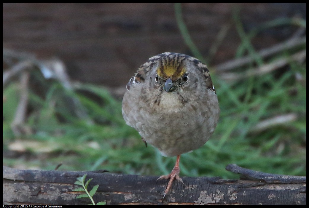 0131-171632-01.jpg -  Golden-crowned Sparrow (with injured leg)